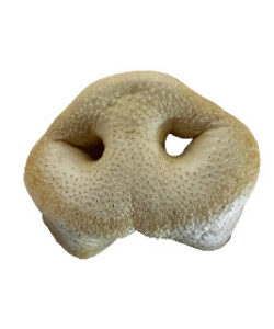 PUFFED PORK SNOUTS DOG TREATS 15/PKG
